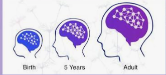 Microscopic visualization of synaptic pruning and neural network refinement